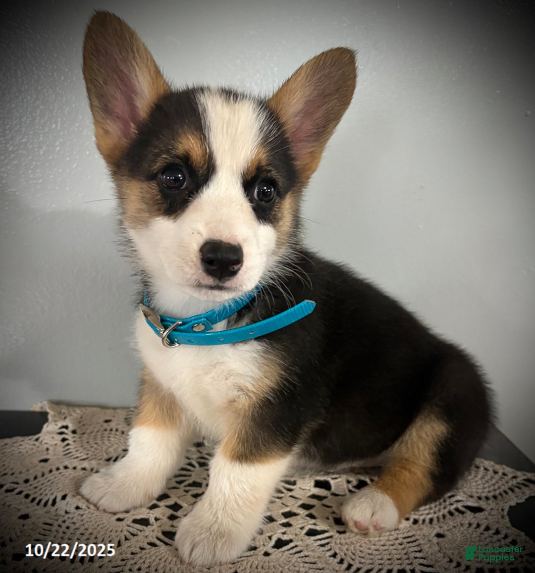 Welsh Corgi Pembroke dogs for sale: Posy - Ad 2