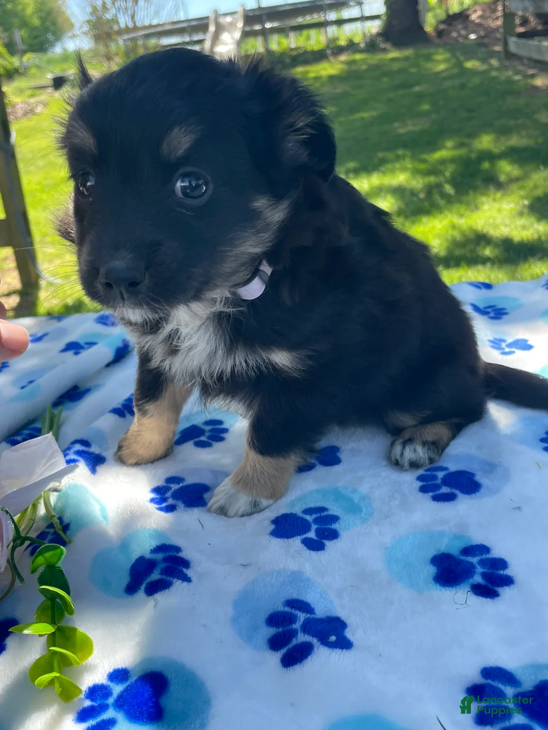 Toy Australian Shepherd dogs for sale: Jolie - Ad 4