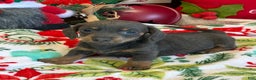 Dachshund dogs for sale: Bluebell - Ad 2