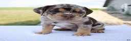 Beabull dogs for sale: Milo - Ad 4