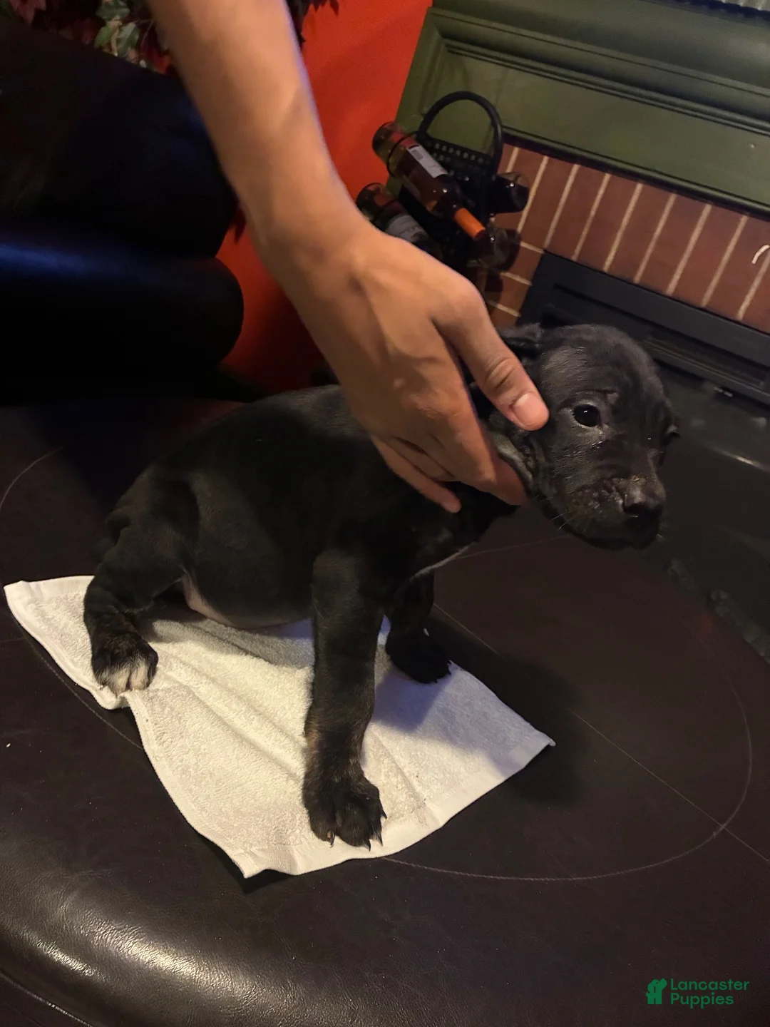 Cane Corso dogs for sale: Cane Corso 2 - Ad 1