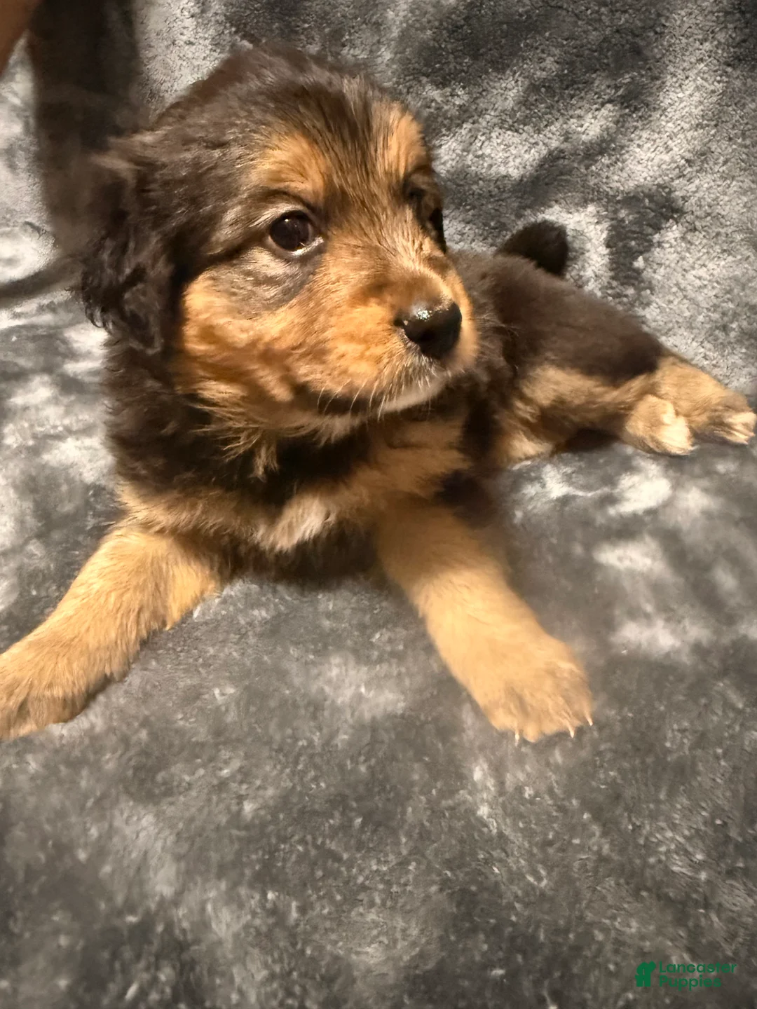 Australian Shepherd dogs for sale: Frankie - Ad 2