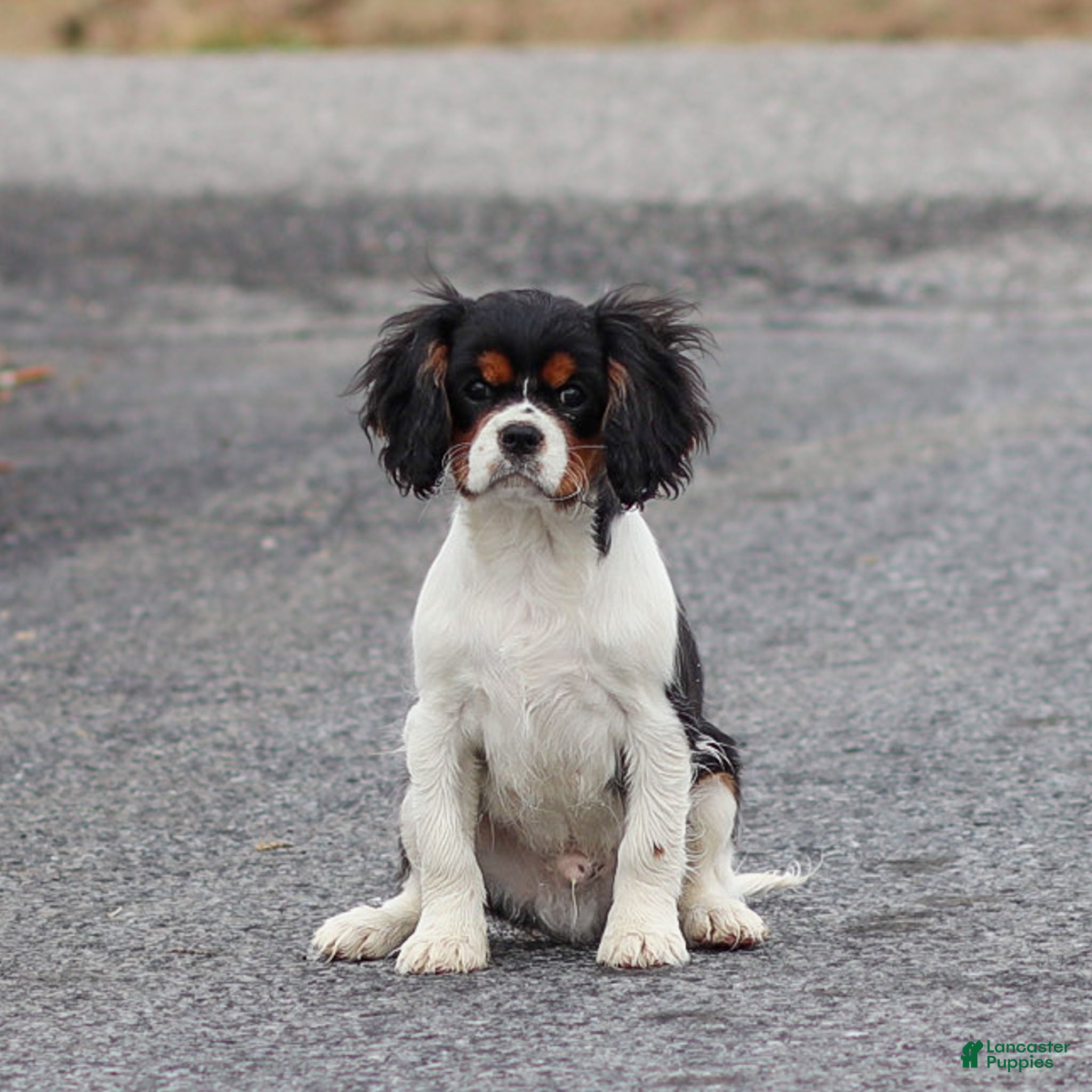 Cavalier King Charles Spaniel dogs Cassian - Ad 1