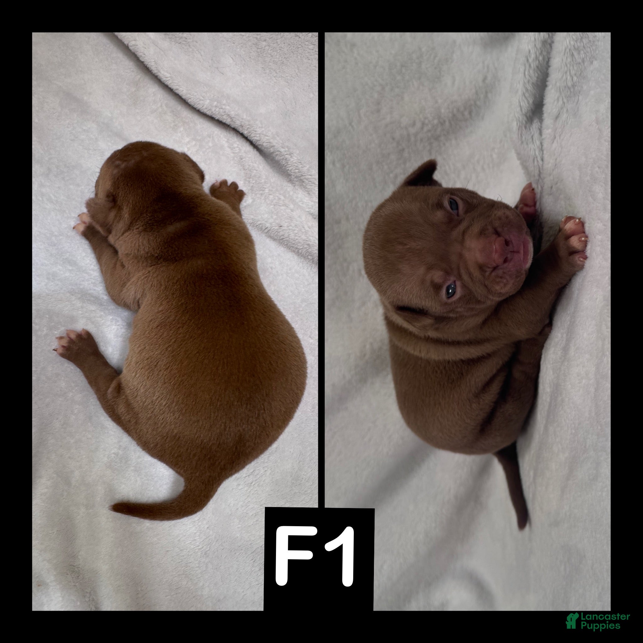 American Bully dogs Female 1 - Ad 5