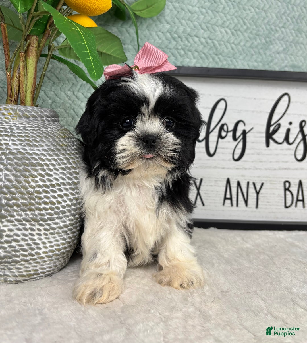 Shih Tzu dogs for sale: Kisses - Ad 8