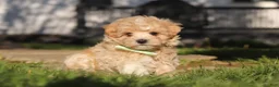 Maltipoo dogs for sale: Lane - Ad 15