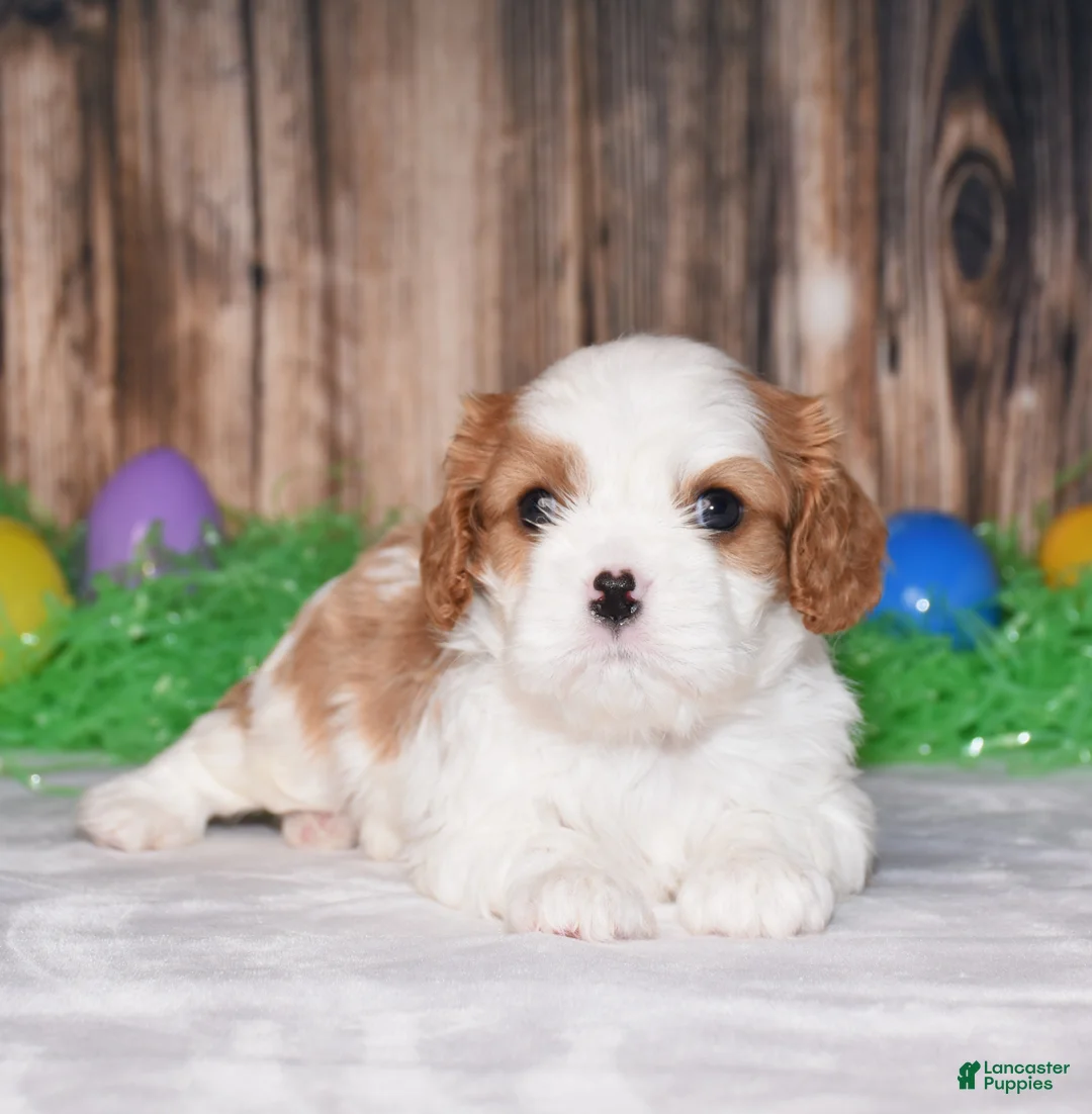 Cavalier King Charles Spaniel dogs for sale: Nacho - Ad 1