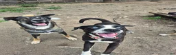 Mixed Breed dogs for sale: Rollo - Ad 7