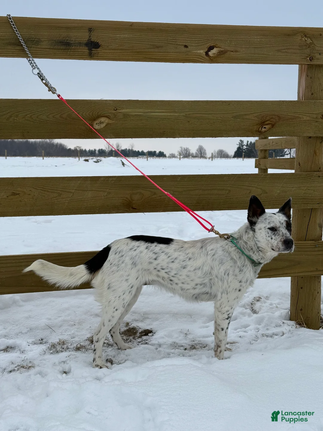 Australian Cattle Dog dogs for sale: Spotty - Ad 3