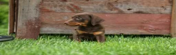 Doberman Pinscher dogs for sale:  Delilah (Red Rust)🐶 - Ad 9