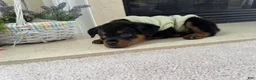 Rottweiler dogs for sale: Rottweiler Puppy 3 - Ad 3