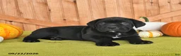 Cane Corso dogs for sale: Blossom - Ad 2