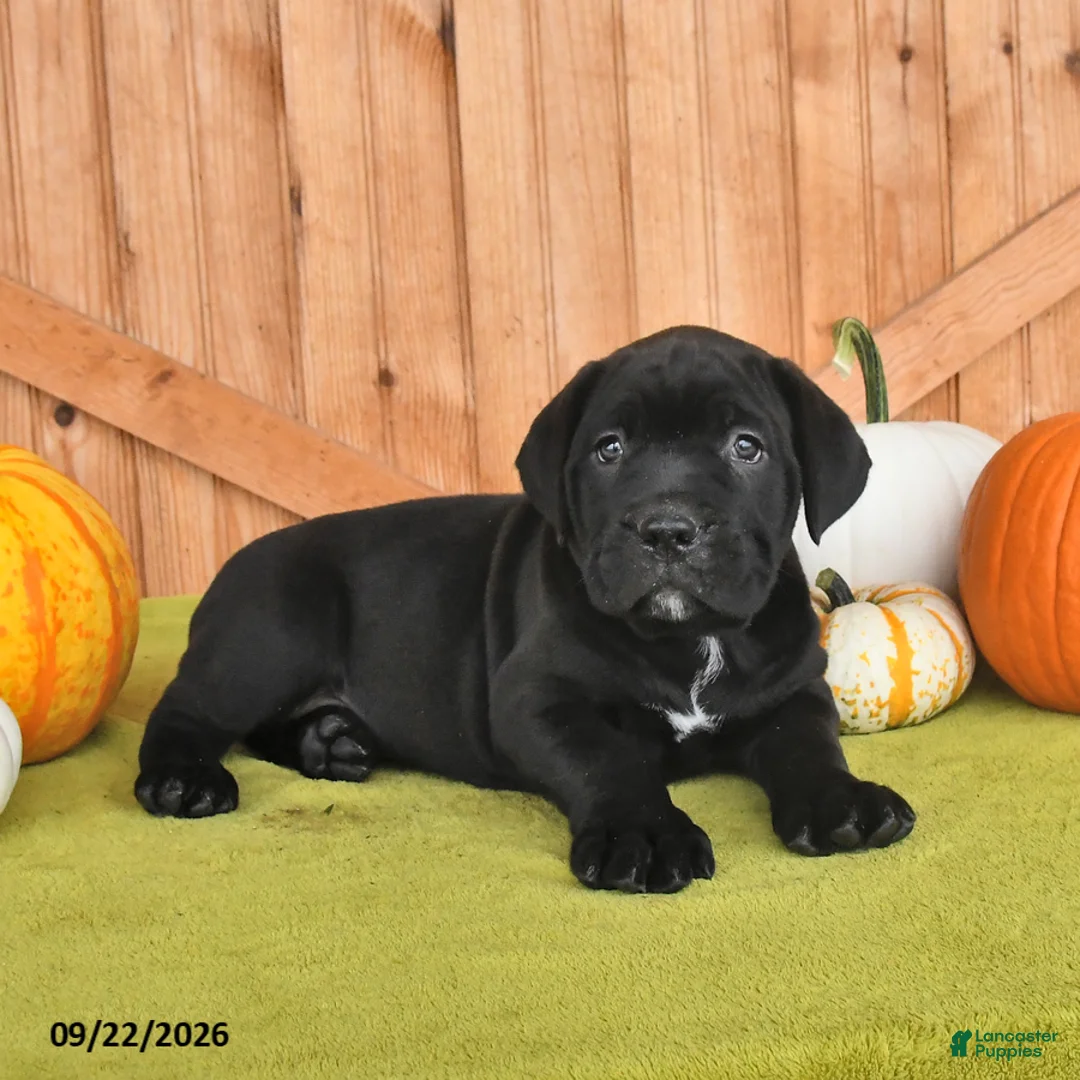 Cane Corso dogs for sale: Blossom - Ad 2