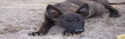 Dutch Shepherd dogs for sale: Dutchie Girl - Ad 5