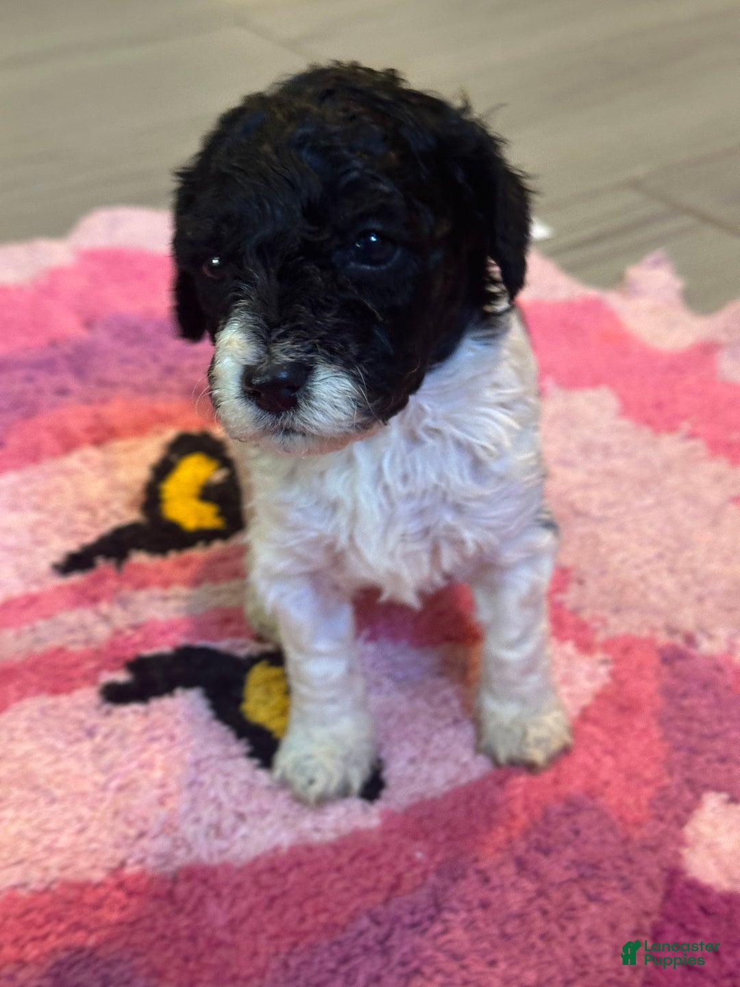 Mini Goldendoodle dogs for sale: Mini Goldendoodle Puppy 1 - Ad 1