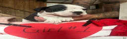 Olde English Bulldogge dogs for sale: Olde English Bulldogge 1 - Ad 12