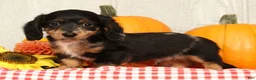 Miniature Dachshund dogs for sale: Tucker - Ad 7