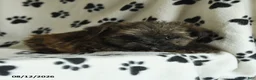 Shorkie dogs for sale: Ike - Ad 4