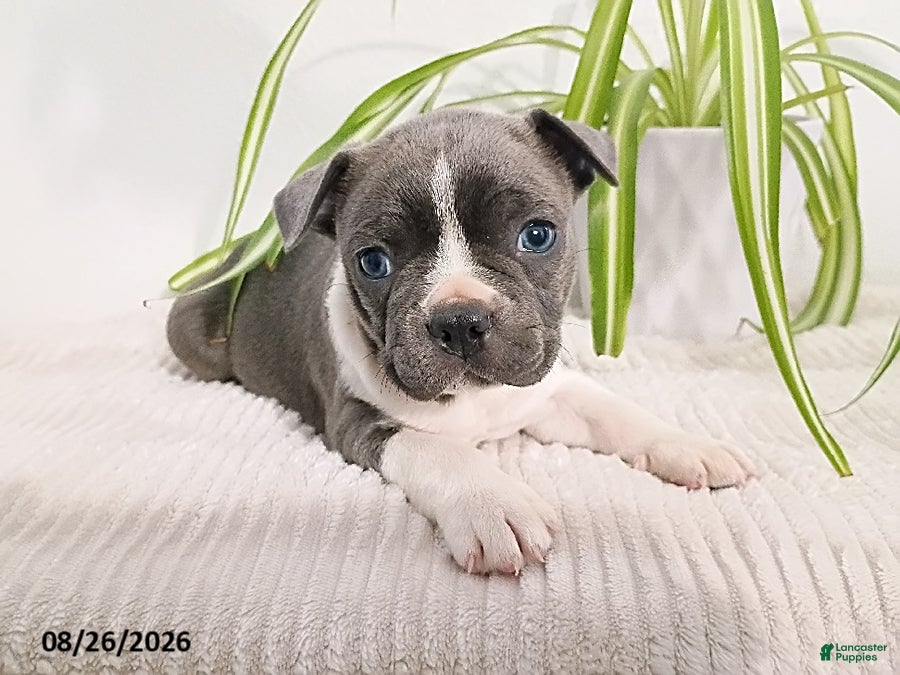 Boston Terrier dogs Buster - Ad 35