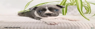 Buster