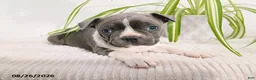 Boston Terrier dogs for sale: Buster - Ad 1
