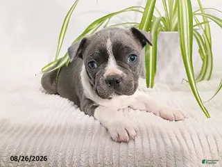 Boston Terrier dogs Buster - Ad 35