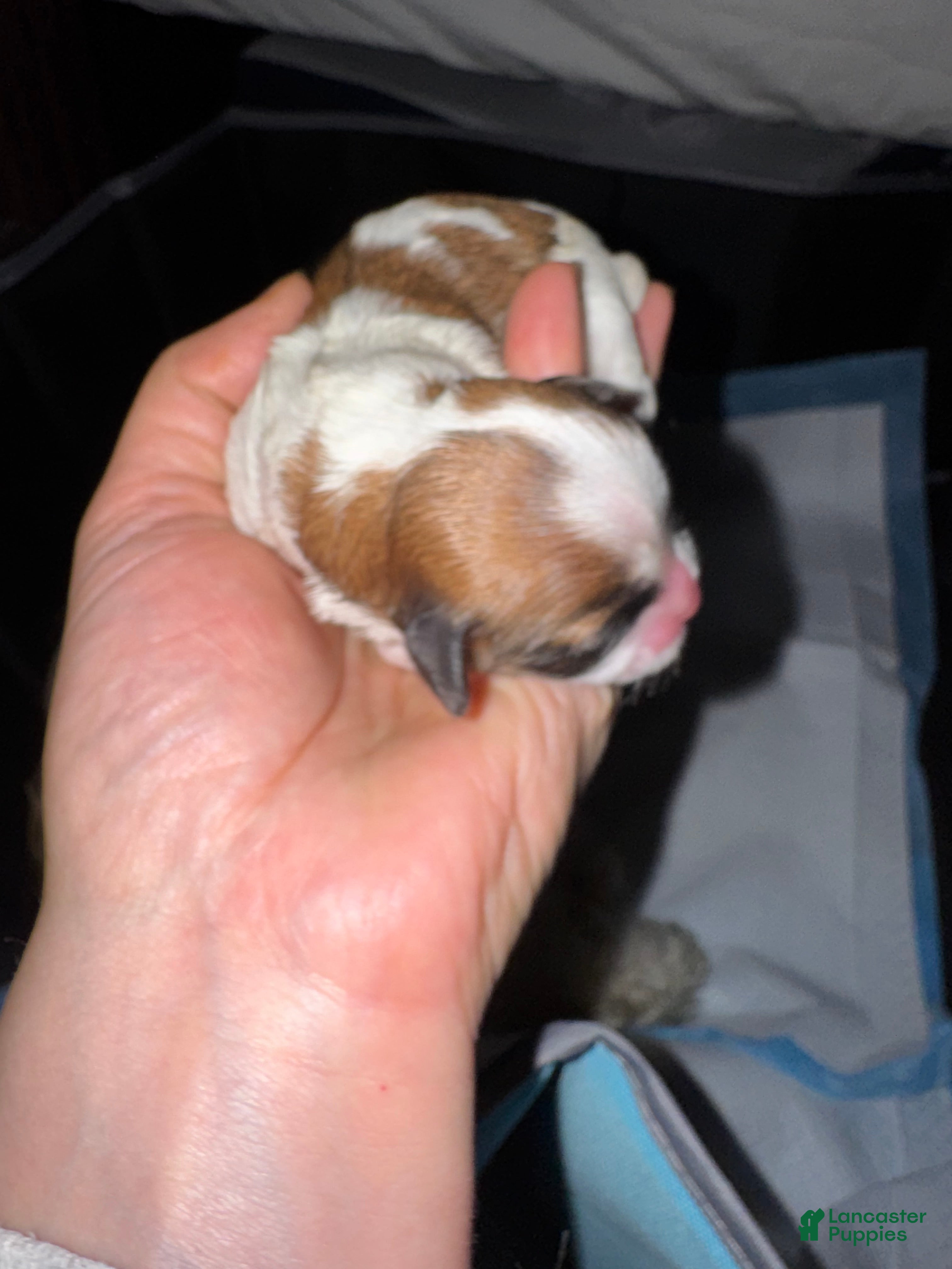 Mixed Breed dogs Teddy Bear 1 - Ad 2