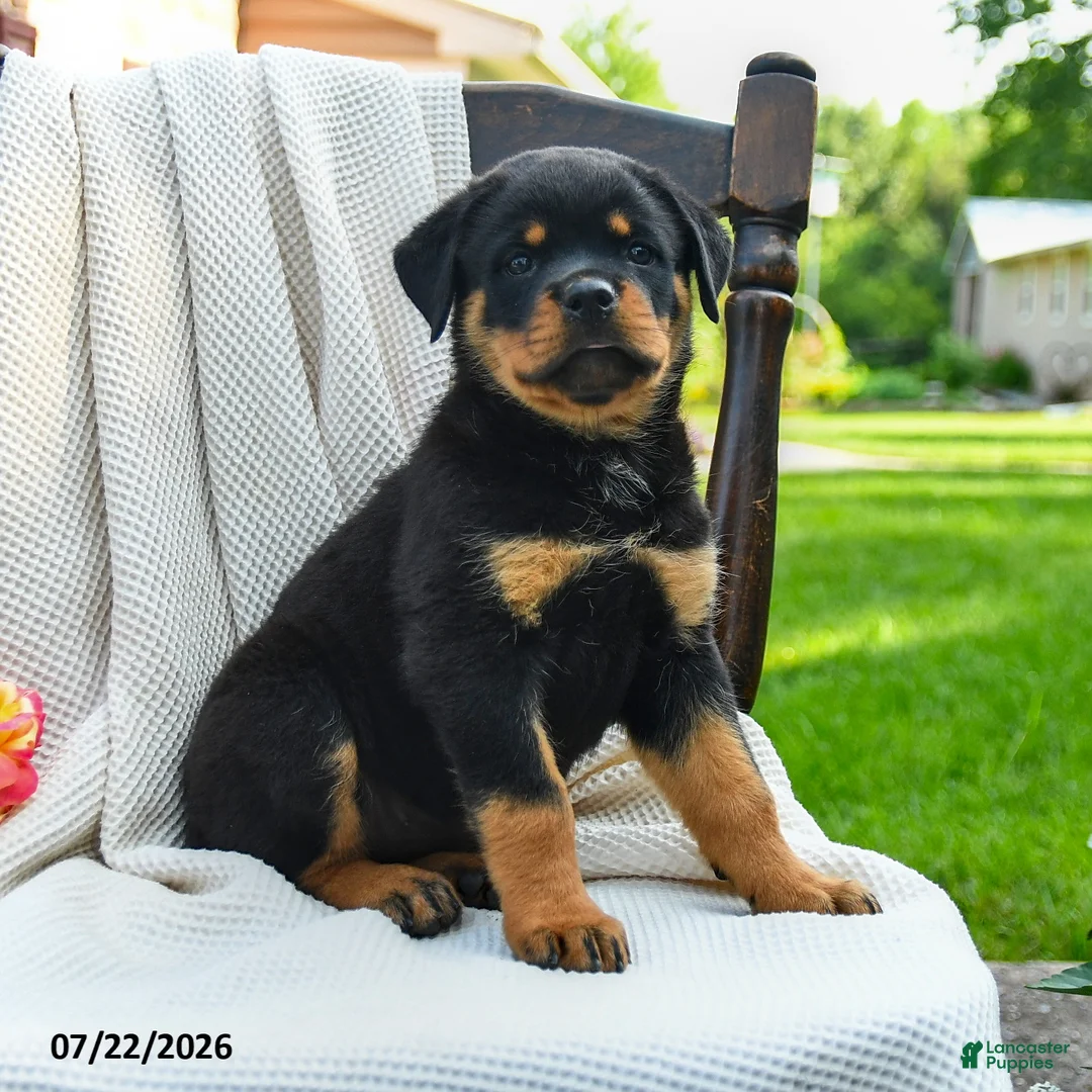 Rottweiler dogs for sale: Lexie - Ad 1