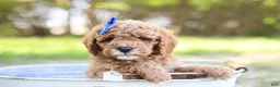 Goldendoodle dogs for sale: Robin - Ad 5