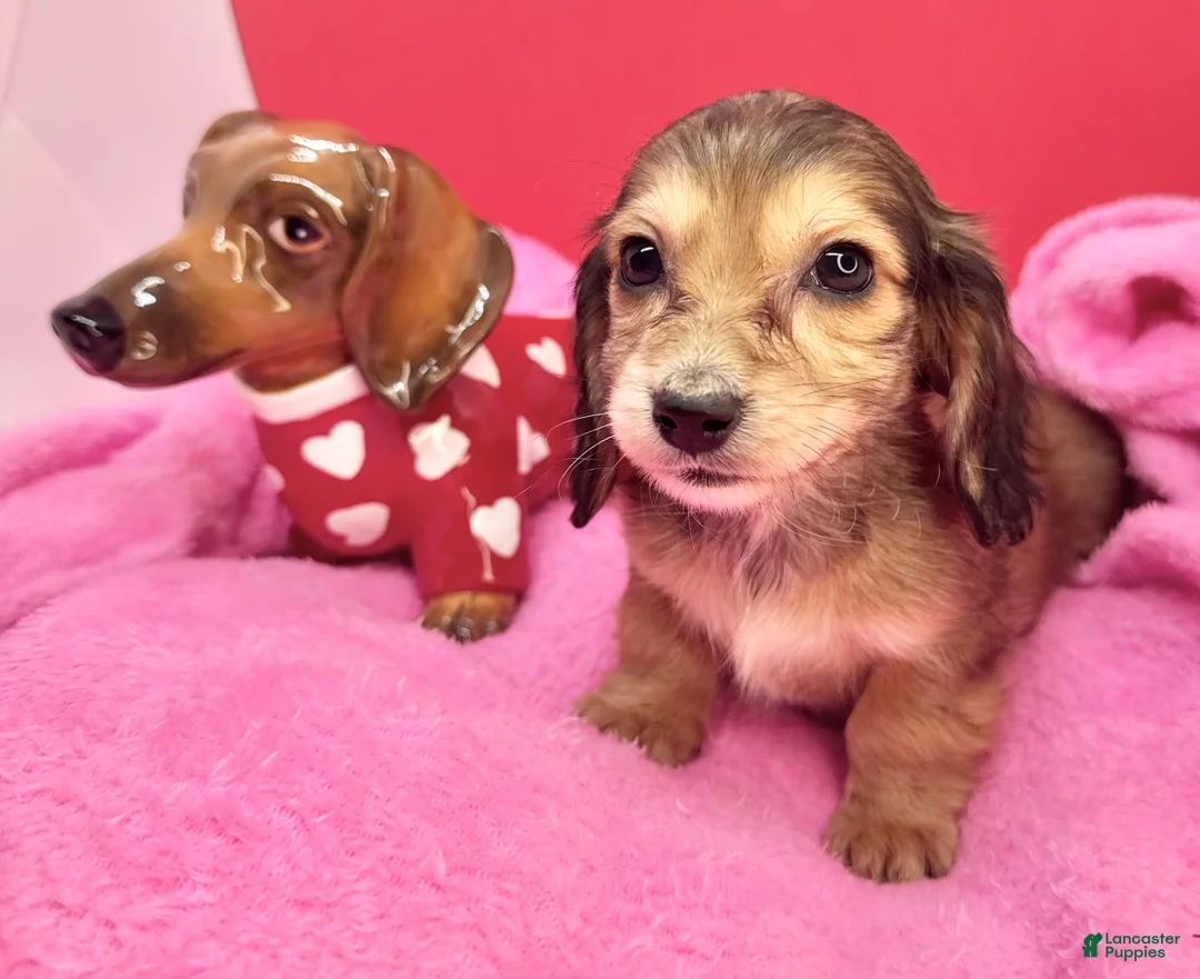 Miniature Dachshund dogs for sale: Gucci girl - Ad 3