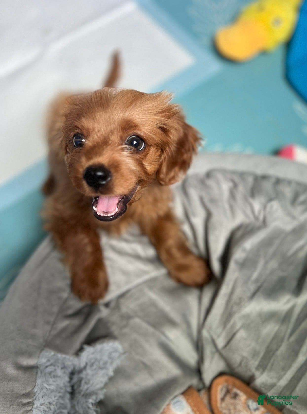 Cavapoo dogs Cavapoo 1 - Ad 25
