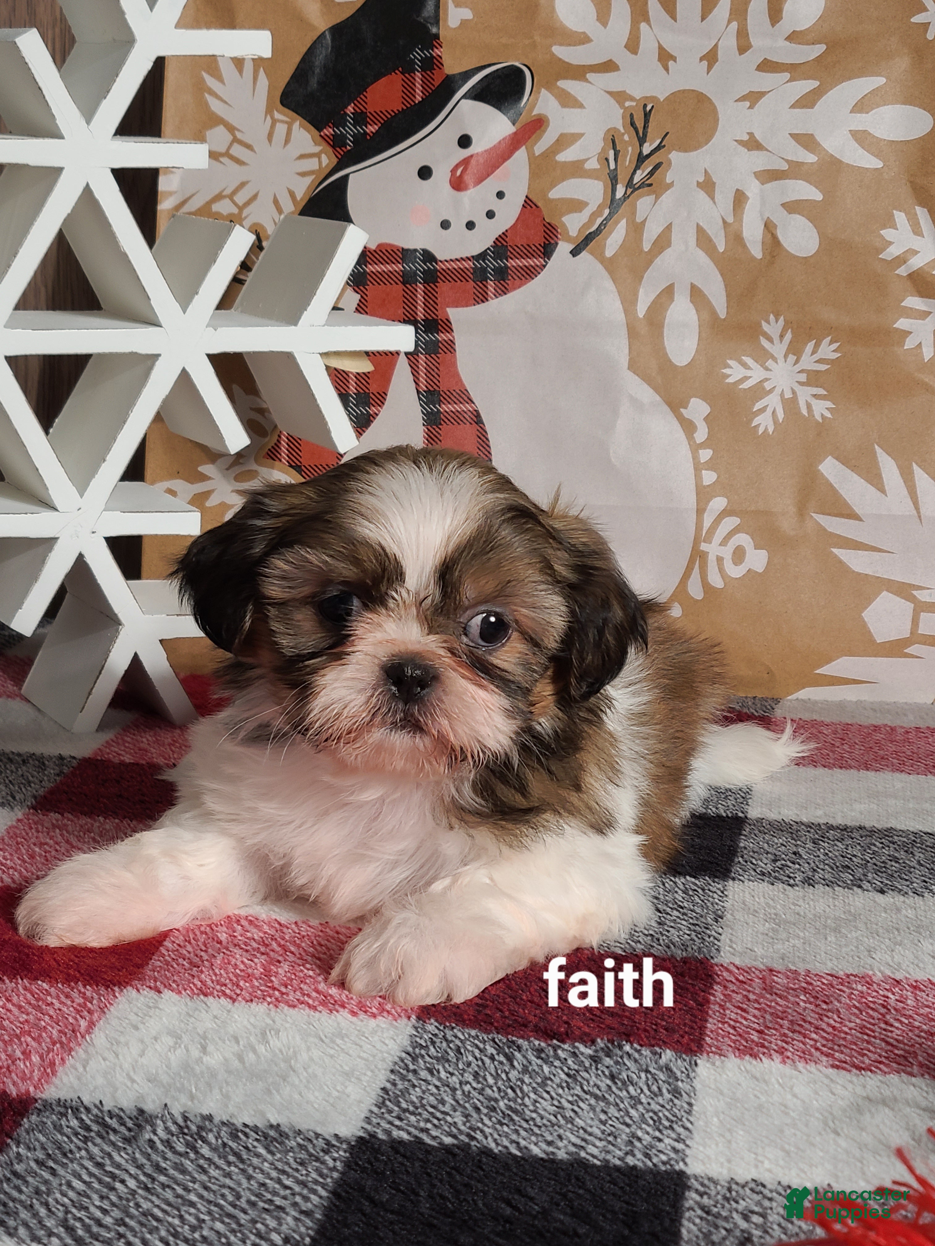 Shih Tzu dogs Faith  - Ad 25