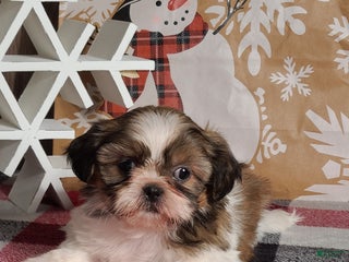 Shih Tzu dogs Faith - Ad 25
