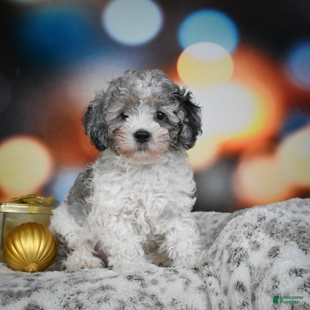 Cockapoo dogs for sale: Carl - Ad 4