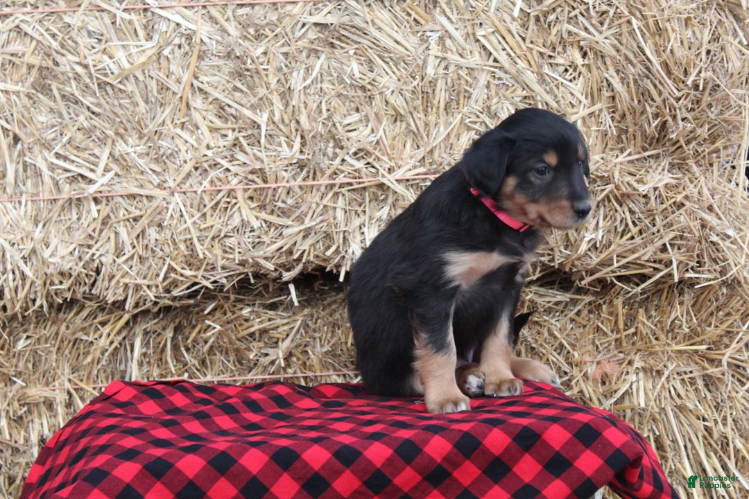 English Shepherd dogs for sale: Tahlia - Ad 3