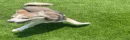 Alaskan Klee Kai dogs for sale: Vermithor (The Bronze Fury) - Ad 5