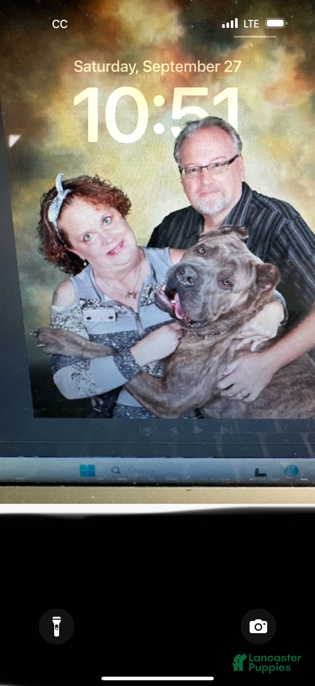 Cane Corso dogs for sale: Cane Corso Puppy 2 Peggy Sue  - Ad 4