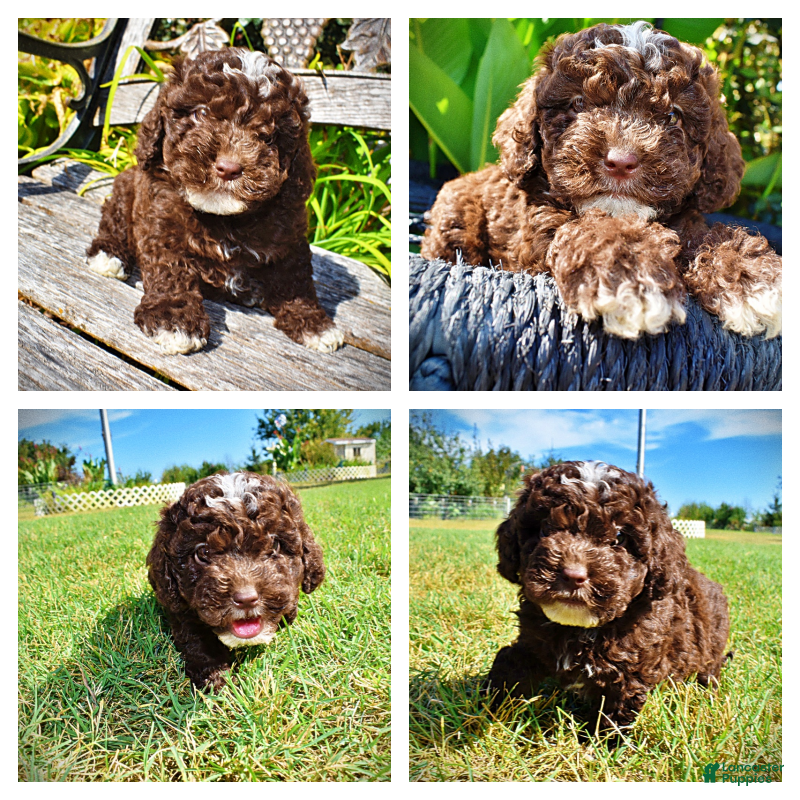 Havapoo dogs Juno-LABOR DAY SALE-TAKE $100 OFF!!! - Ad 1