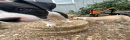 American Bully dogs for sale: Lillie - Ad 5