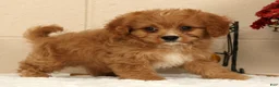 Cavapoo dogs for sale: Anson - Ad 5