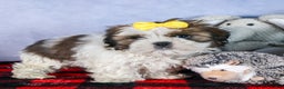 Shih Tzu dogs for sale: MICKEY - Ad 6
