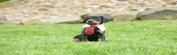 Doberman Pinscher dogs for sale:  Domino (Black Rust)🖤🐾 - Ad 1