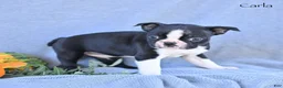 Boston Terrier dogs for sale: Carla - Ad 3