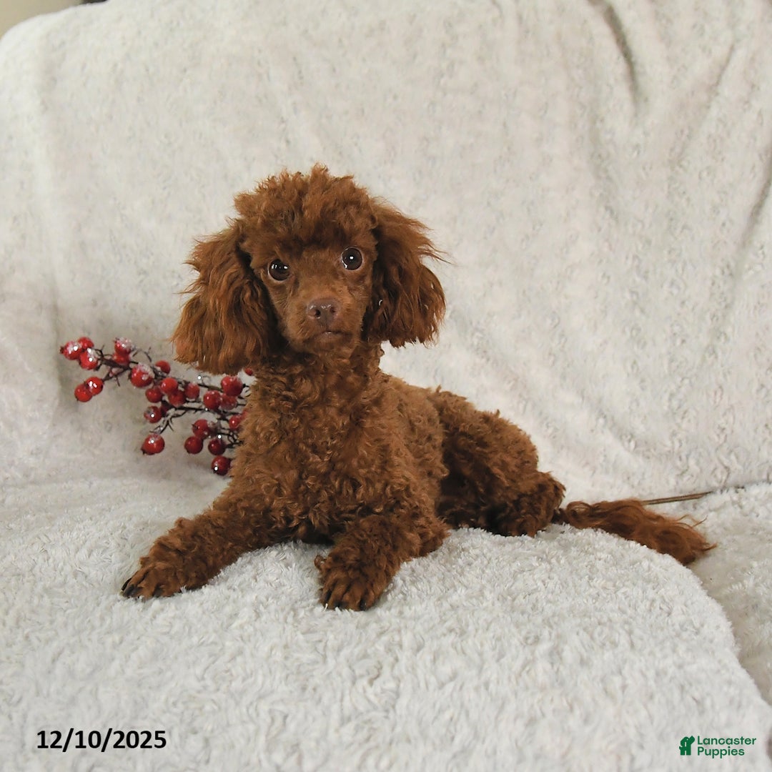 Yorkiepoo dogs for sale: Ranger - Ad 6