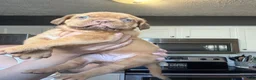 Dogue De Bordeaux dogs for sale: Dogue De Bordeaux Puppy 5 - Ad 21