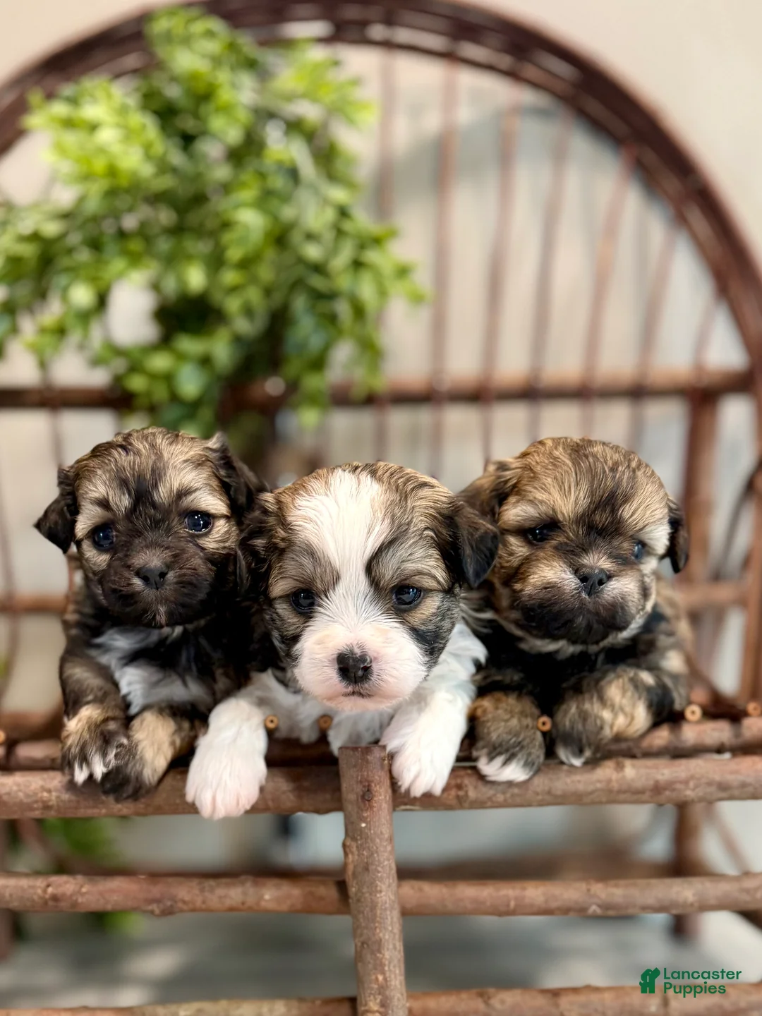 Teddy Bear dogs for sale: LANCE - Ad 10