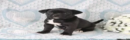 Jug dogs for sale: Daisy - Ad 3