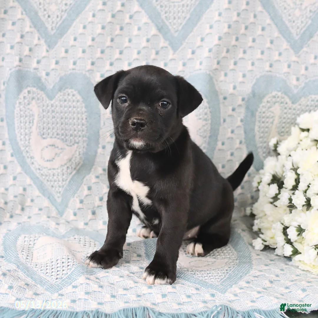 Jug dogs for sale: Daisy - Ad 3