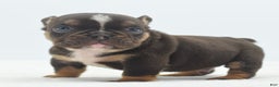 Mixed Breed dogs for sale: Kong micro bully hybrid  - Ad 12