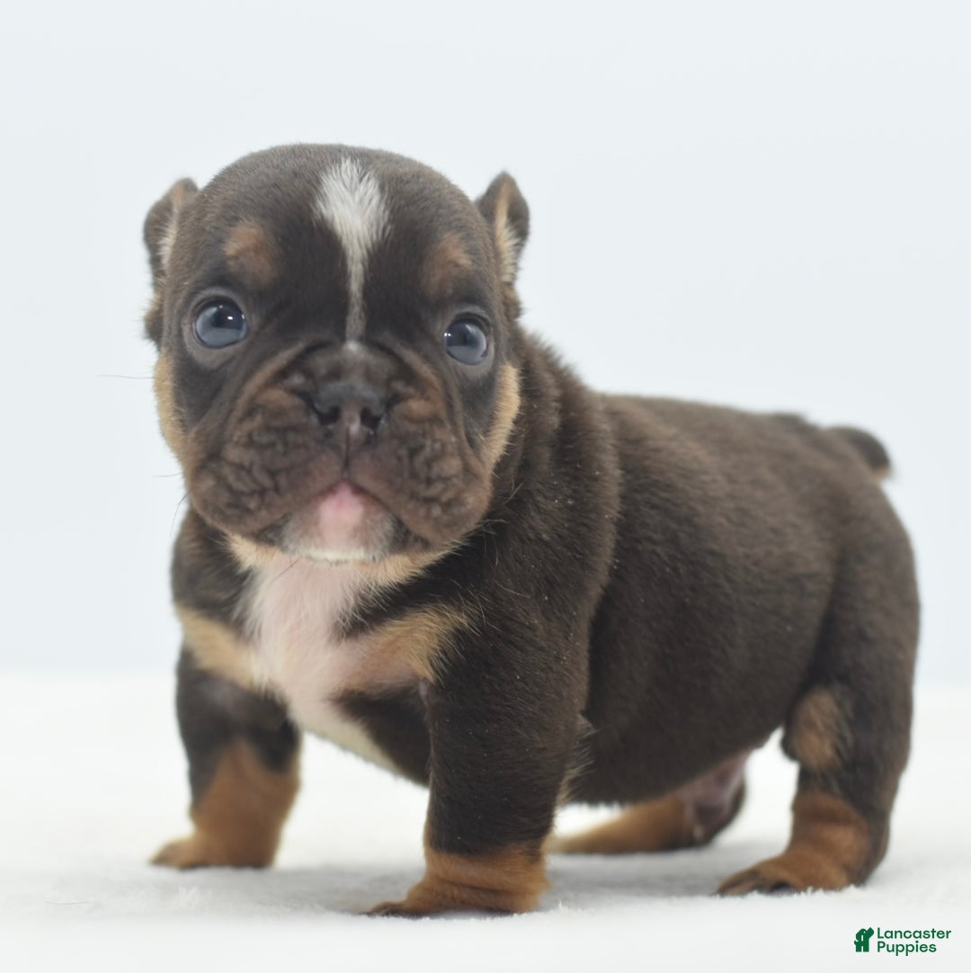 Mixed Breed dogs for sale: Kong micro bully hybrid  - Ad 12
